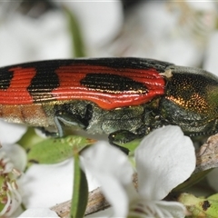 Castiarina ignota at Nerriga, NSW - 13 Dec 2024 07:44 PM