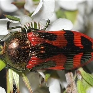 Castiarina ignota at Nerriga, NSW - 13 Dec 2024 07:44 PM