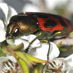 Castiarina ignota at Nerriga, NSW - 13 Dec 2024 07:44 PM