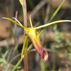 Cryptostylis subulata (Cow Orchid) at Sassafras, NSW - 13 Dec 2024 by Harrisi