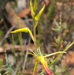 Cryptostylis subulata at Sassafras, NSW - suppressed