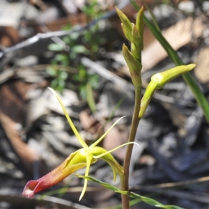 Cryptostylis subulata at Sassafras, NSW - suppressed