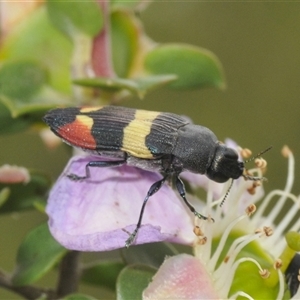 Castiarina bella (A Jewel Beetle) at Tianjara, NSW by Harrisi