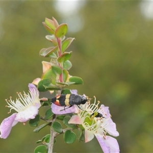 Castiarina bella at Tianjara, NSW - 13 Dec 2024