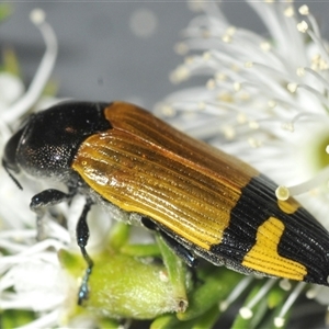 Castiarina andersoni at Boolijah, NSW - 13 Dec 2024 12:27 PM