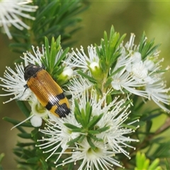 Castiarina andersoni at Boolijah, NSW - 13 Dec 2024