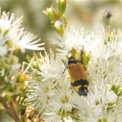 Castiarina andersoni at Boolijah, NSW - 13 Dec 2024