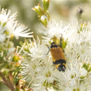 Castiarina andersoni at Boolijah, NSW - 13 Dec 2024