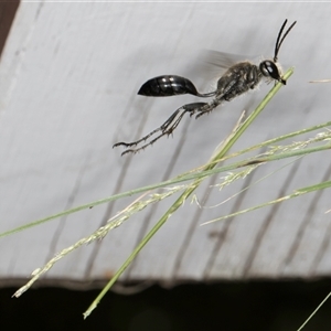 Isodontia sp. (genus) (Unidentified Grass-carrying wasp) at Melba, ACT by kasiaaus