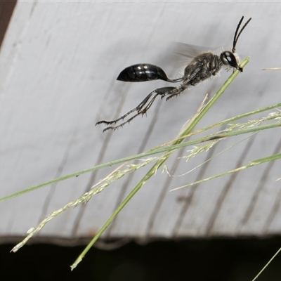 Isodontia sp. (genus) (Unidentified Grass-carrying wasp) at Melba, ACT - 11 Dec 2024 by kasiaaus