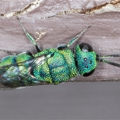 Primeuchroeus sp. (genus) (Cuckoo Wasp) at Melba, ACT - 11 Dec 2024 by kasiaaus