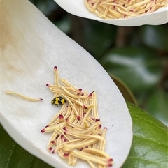 Illeis galbula (Fungus-eating Ladybird) at Kambah, ACT - 13 Dec 2024 by LineMarie