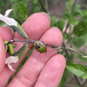 Nezara viridula (Green vegetable bug) at Kambah, ACT by LinePerrins