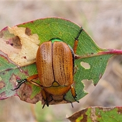 Anoplognathus brunnipennis (Green-tailed Christmas beetle) at O'Malley, ACT - 14 Dec 2024 by Mike