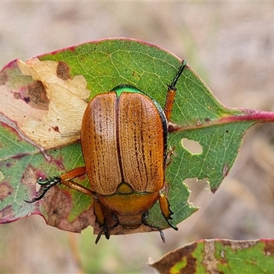 Unidentified Scarab beetle (Scarabaeidae) at O'Malley, ACT - 13 Dec 2024 by Mike