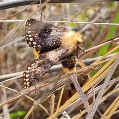 Epicoma contristis (Yellow-spotted Epicoma Moth) at O'Malley, ACT - 14 Dec 2024 by Mike