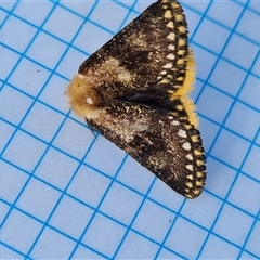 Epicoma contristis at O'Malley, ACT - 14 Dec 2024 07:39 AM