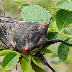 Psaltoda moerens (Redeye cicada) at O'Malley, ACT - 14 Dec 2024 by Mike