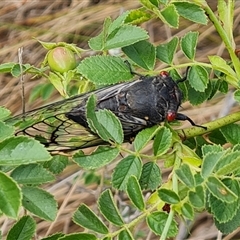 Psaltoda moerens at O'Malley, ACT - 14 Dec 2024 07:22 AM