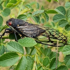 Psaltoda moerens at O'Malley, ACT - 14 Dec 2024 07:22 AM