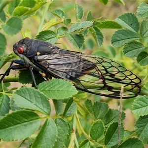 Psaltoda moerens at O'Malley, ACT - 14 Dec 2024 07:22 AM