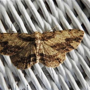 Ectropis excursaria at Emerald, VIC - suppressed