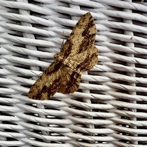 Ectropis excursaria at Emerald, VIC - suppressed