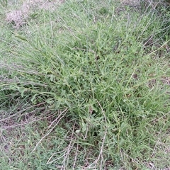 Unidentified Other Wildflower or Herb at Cooma, NSW - 13 Dec 2024 by mahargiani