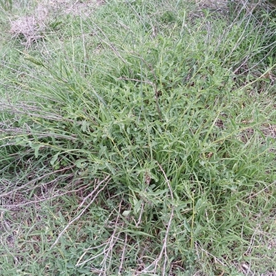 Unverified Other Wildflower or Herb at Cooma, NSW - 13 Dec 2024 by mahargiani