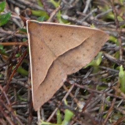 Unidentified Pyralid or Snout Moth (Pyralidae & Crambidae) at Borough, NSW - 10 Dec 2024 by Paul4K