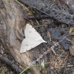 Dichromodes estigmaria (Pale Grey Heath Moth) at Borough, NSW - 11 Dec 2024 by Paul4K