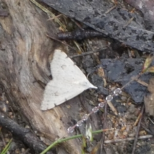 Dichromodes estigmaria (Pale Grey Heath Moth) at Borough, NSW by Paul4K