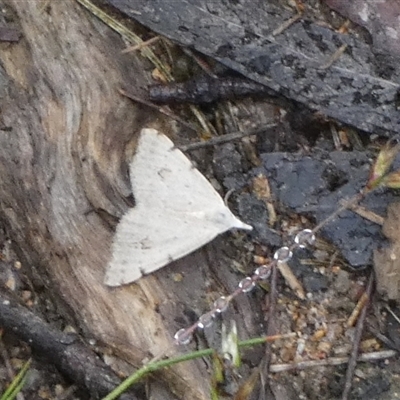 Dichromodes estigmaria (Pale Grey Heath Moth) at Borough, NSW - 11 Dec 2024 by Paul4K