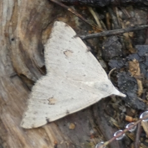 Dichromodes estigmaria at Borough, NSW - 11 Dec 2024