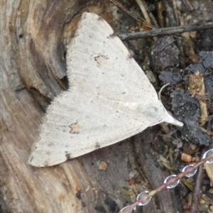 Dichromodes estigmaria at Borough, NSW - 11 Dec 2024