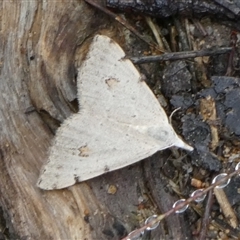 Dichromodes estigmaria at Borough, NSW - 11 Dec 2024