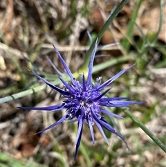 Eryngium ovinum (Blue Devil) at Tharwa, ACT - 11 Dec 2024 by Shazw