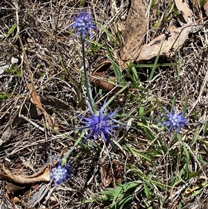 Eryngium ovinum at Tharwa, ACT - suppressed