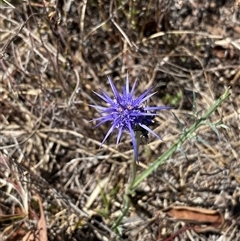 Eryngium ovinum at Tharwa, ACT - suppressed