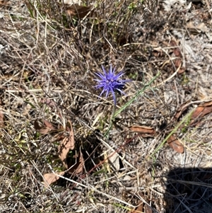 Eryngium ovinum at Tharwa, ACT - suppressed