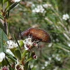 Unidentified Scarab beetle (Scarabaeidae) at Borough, NSW - 11 Dec 2024 by Paul4K