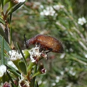 Ecnolagria grandis (Honeybrown beetle) at Borough, NSW by Paul4K