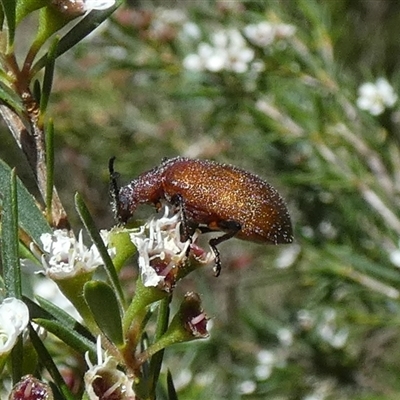 Unidentified Scarab beetle (Scarabaeidae) at Borough, NSW - 11 Dec 2024 by Paul4K