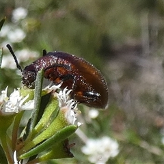 Ecnolagria grandis at Borough, NSW - suppressed