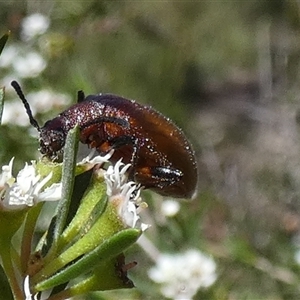 Ecnolagria grandis at Borough, NSW - suppressed