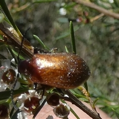 Ecnolagria grandis at Borough, NSW - suppressed