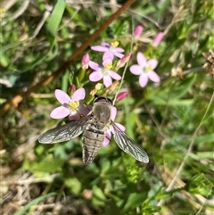 Trichophthalma punctata (Tangle-vein fly) at Tharwa, ACT - 12 Dec 2024 by Shazw