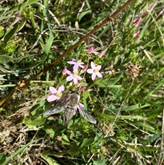 Trichophthalma punctata at Tharwa, ACT - suppressed