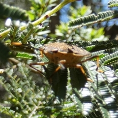 Unidentified Shield, Stink or Jewel Bug (Pentatomoidea) at Borough, NSW - 11 Dec 2024 by Paul4K