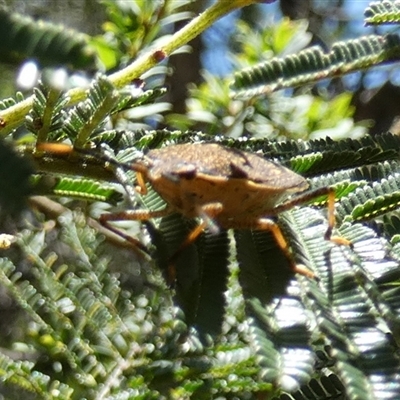 Unidentified Shield, Stink or Jewel Bug (Pentatomoidea) at Borough, NSW - 11 Dec 2024 by Paul4K